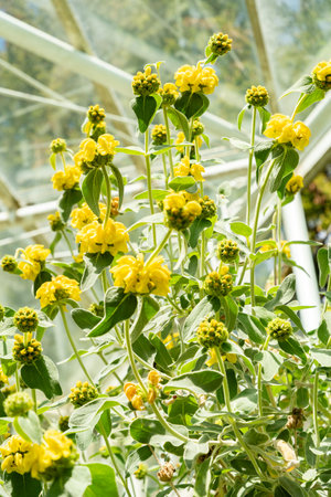 Saint Gallen, Switzerland, April 19, 2025 Phlomis Fruticosa or Jerusalem sage plant at the botanical gardenの写真素材