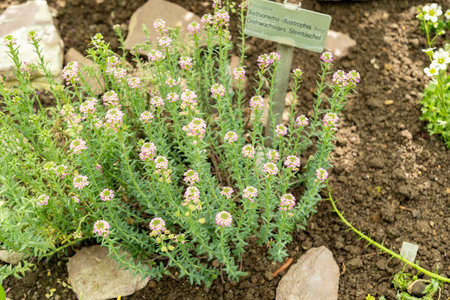Saint Gallen, Switzerland, April 19, 2025 Aethionema Diastrophis plant at the botanical garden