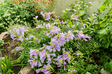 Saint Gallen, Switzerland, April 19, 2025 Penstemon Cardwellii plant at the botanical gardenの写真素材