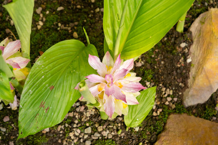 Saint Gallen, Switzerland, April 19, 2025 Curcuma Longa plant at the botanical gardenの写真素材