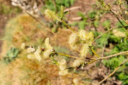 Saint Gallen, Switzerland, April 19, 2025 Salix Hastata or halberd willow plant at the botanical...