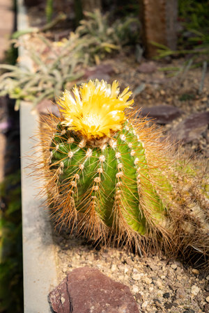 Saint Gallen, Switzerland, April 19, 2025 Parodia Echinopsoides plant at the botanical gardenの写真素材