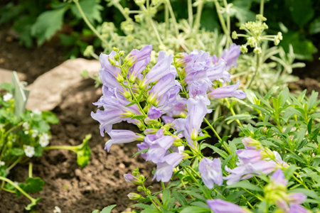 Saint Gallen, Switzerland, April 19, 2025 Penstemon Cardwellii plant at the botanical gardenの写真素材