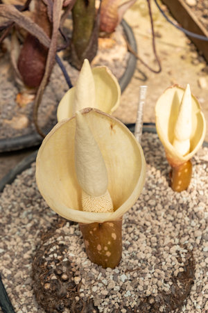 Saint Gallen, Switzerland, April 19, 2025 Amorphophallus Ferruginosus plant at the botanical gardenの写真素材