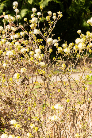 Saint Gallen, Switzerland, April 19, 2025 Fothergilla Gardenii or witch alder plant at the botanical...