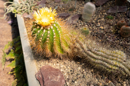 Saint Gallen, Switzerland, April 19, 2025 Parodia Echinopsoides plant at the botanical gardenの写真素材