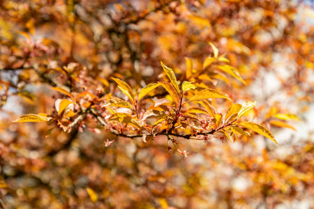 Saint Gallen, Switzerland, April 19, 2025 Prunus Cerasifera Hessei or cherry plum plant at the...