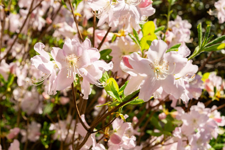 Saint Gallen, Switzerland, April 19, 2025 Rhododendron Schlippenbachii or royal azalea plant at the botanical gardenの写真素材
