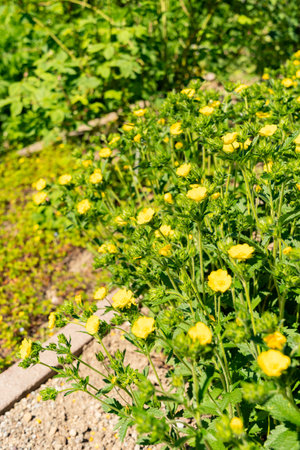 Zurich, Switzerland, May 1, 2025 Potentilla Recta or sulphur cinquefoil plant at the botanical...