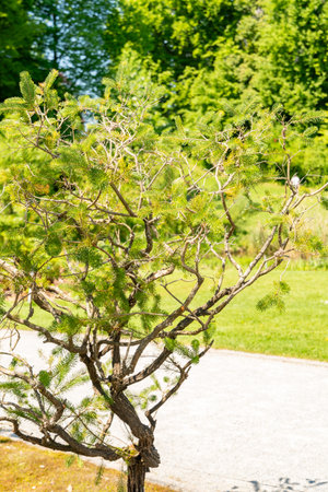 Zurich, Switzerland, May 1, 2025 Calothamnus Quadrifidus or one sided bottlebrush plant at the...