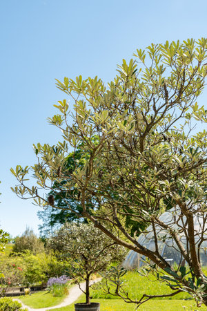 Zurich, Switzerland, May 1, 2025 Banksia Integrifolia or coast banksia plant at the botanical garden