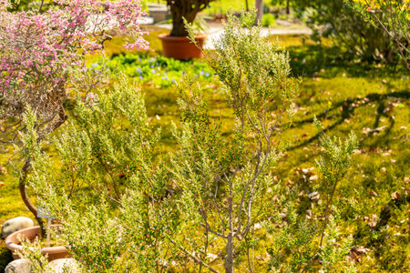 Zurich, Switzerland, May 1, 2025 Phylica Paniculata plant at the botanical garden
