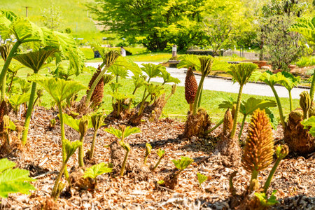 Zurich, Switzerland, May 1, 2025 Gunnera Tinctoria or giant rhubarab plant at the botanical gardenの写真素材