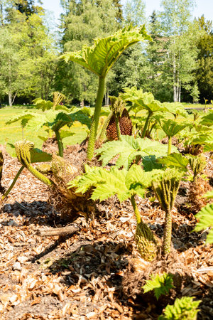 Zurich, Switzerland, May 1, 2025 Gunnera Tinctoria or giant rhubarab plant at the botanical gardenの写真素材