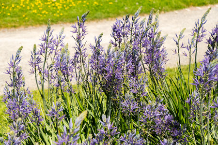 Zurich, Switzerland, May 1, 2025 Camassia Leichtlinii or great camas plant at the botanical gardenの写真素材