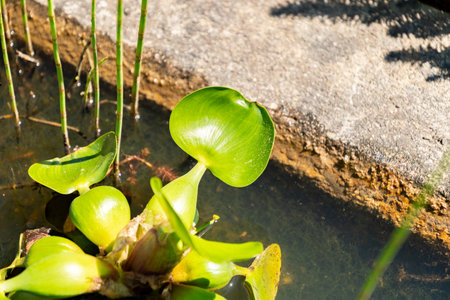 Zurich, Switzerland, May 1, 2025 Chara Vulgaris plant at the botanical gardenの写真素材