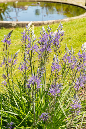 Zurich, Switzerland, May 1, 2025 Camassia Leichtlinii or great camas plant at the botanical garden