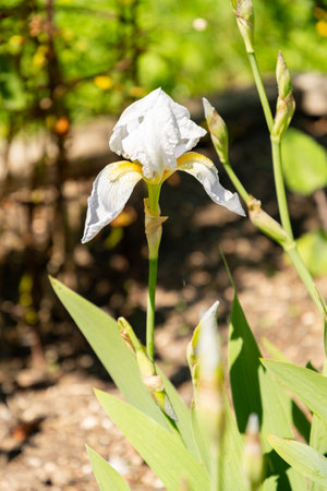 Zurich, Switzerland, May 1, 2025 Iris Florentina plant at the botanical gardenの写真素材