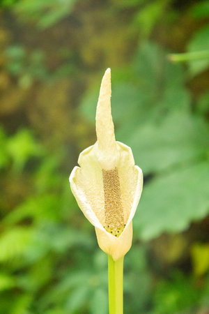 Zurich, Switzerland, May 1, 2025 Amorphophallus Glossophyllus plant at the botanical gardenの写真素材