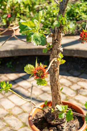 Zurich, Switzerland, May 1, 2025 Greyia Sutherlandii or natal bottlebrush plant at the botanical gardenの写真素材
