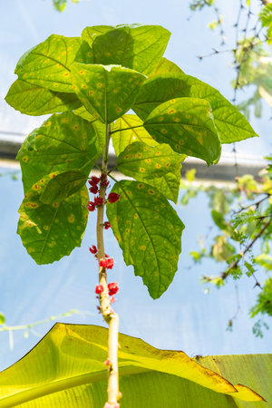 Zurich, Switzerland, May 1, 2025 Pavonia Cauliflora plant at the botanical gardenの写真素材