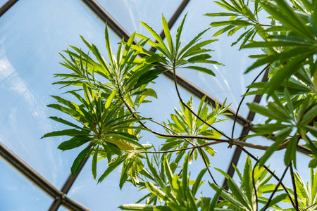 Zurich, Switzerland, May 1, 2025 Mathurina Penduliflora plant at the botanical garden