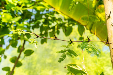 Zurich, Switzerland, May 1, 2025 Vachellia Collinsii plant at the botanical garden