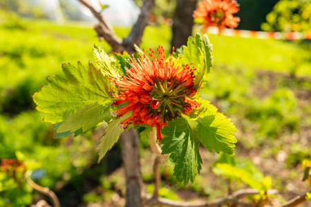 Zurich, Switzerland, May 1, 2025 Greyia Sutherlandii or natal bottlebrush plant at the botanical...