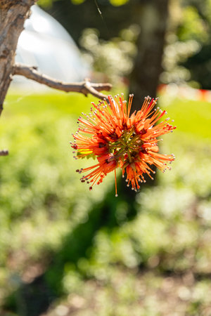Zurich, Switzerland, May 1, 2025 Greyia Sutherlandii or natal bottlebrush plant at the botanical gardenの写真素材