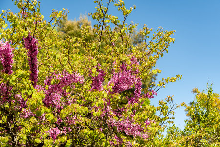 Zurich, Switzerland, May 1, 2025 Cercis Siliquastrum or judas tree plant at the botanical garden