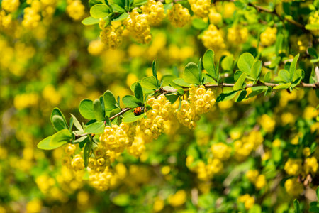 Zurich, Switzerland, May 1, 2025 Berberis Vulgaris plant at the botanical gardenの写真素材