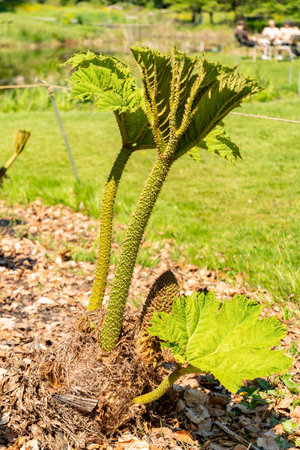 Zurich, Switzerland, May 1, 2025 Gunnera Tinctoria or giant rhubarab plant at the botanical gardenの写真素材