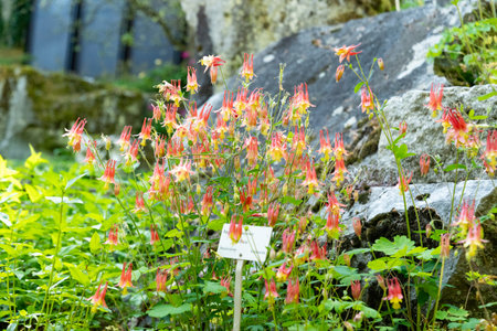 Zurich, Switzerland, May 1, 2025 Aquilegia Canadensis or canada columbine plant at the botanical gardenの写真素材