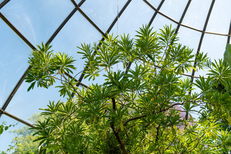 Zurich, Switzerland, May 1, 2025 Mathurina Penduliflora plant at the botanical gardenの写真素材