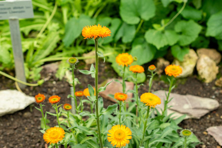 Saint Gallen, Switzerland, May 9, 2025 Erigeron Aurantiacus plant at the botanical gardenの写真素材