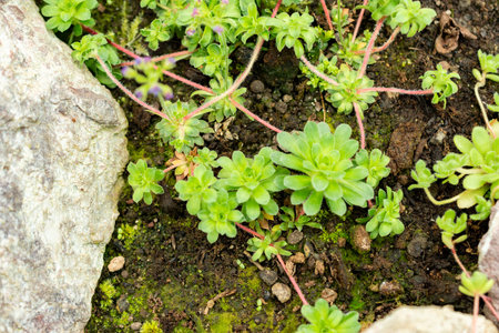 Saint Gallen, Switzerland, May 9, 2025 Androsace Sempervivoides plant at the botanical gardenの写真素材