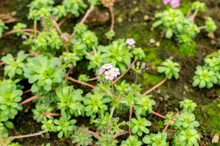 Saint Gallen, Switzerland, May 9, 2025 Androsace Sempervivoides plant at the botanical gardenの写真素材
