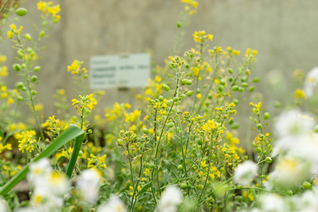 Saint Gallen, Switzerland, May 9, 2025 Lesquerella Arctica or arctic bladderpot plant at the...