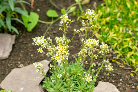 Saint Gallen, Switzerland, May 9, 2025 Saxifraga Kotschyi plant at the botanical gardenの写真素材