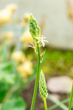 Saint Gallen, Switzerland, May 9, 2025 Ornithogalum Flavescens plant at the botanical gardenの写真素材