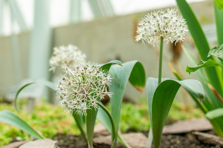 Saint Gallen, Switzerland, May 9, 2025 Allium Karataviense or turkistan onion plant at the botanical...