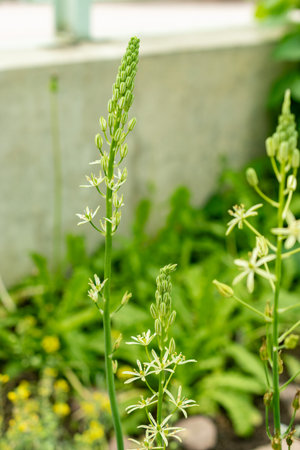 Saint Gallen, Switzerland, May 9, 2025 Ornithogalum Flavescens plant at the botanical gardenの写真素材