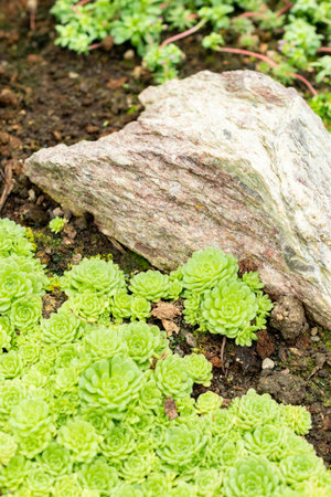 Saint Gallen, Switzerland, May 9, 2025 Rosularia Pallida plant at the botanical gardenの写真素材