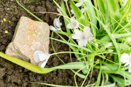 Saint Gallen, Switzerland, May 9, 2025 Calochortus Uniflorus or monterey mariposa plant at the botanical gardenの写真素材