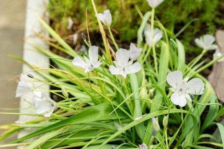 Saint Gallen, Switzerland, May 9, 2025 Calochortus Uniflorus or monterey mariposa plant at the botanical gardenの写真素材