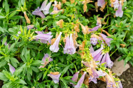 Saint Gallen, Switzerland, May 9, 2025 Penstemon Cardwellii plant at the botanical gardenの写真素材
