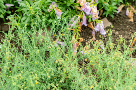 Saint Gallen, Switzerland, May 9, 2025 Fumana Leavipes plant at the botanical gardenの写真素材