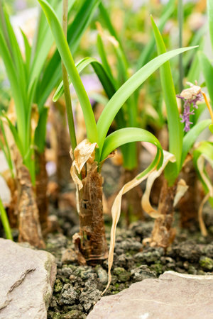 Saint Gallen, Switzerland, May 9, 2025 Tulbaghia Simmleri or sweet wild garlic plant at the botanical gardenの写真素材