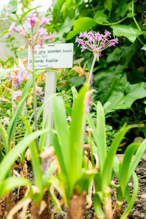 Saint Gallen, Switzerland, May 9, 2025 Tulbaghia Simmleri or sweet wild garlic plant at the botanical gardenの写真素材