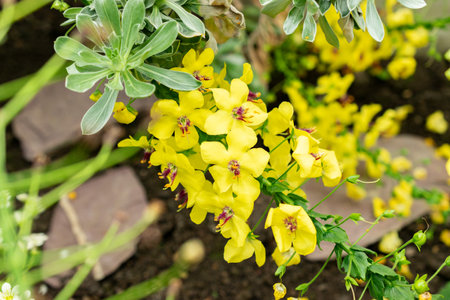 Saint Gallen, Switzerland, May 9, 2025 Verbascum Arcturus plant at the botanical gardenの写真素材